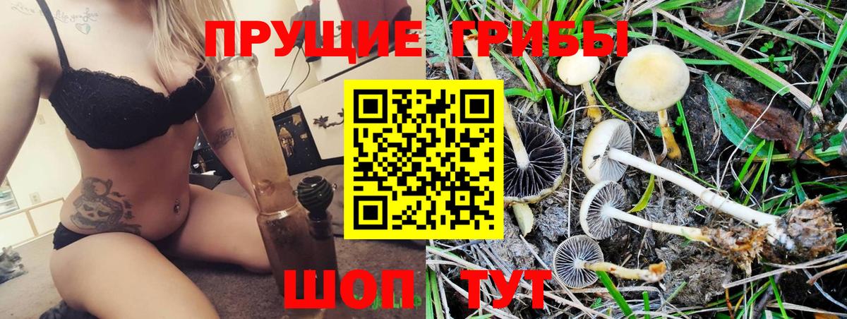 Псилоцибиновые грибы Psilocybine cubensis Касимов